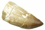 Fossil Prognathodontid Mosasaur Tooth - Morocco #364070-1